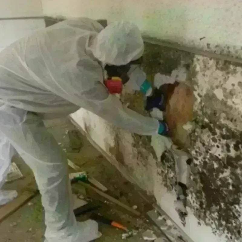 Mold Remediation and Removal in Marienville, PA